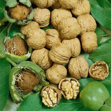 Walnut Carrier Oil